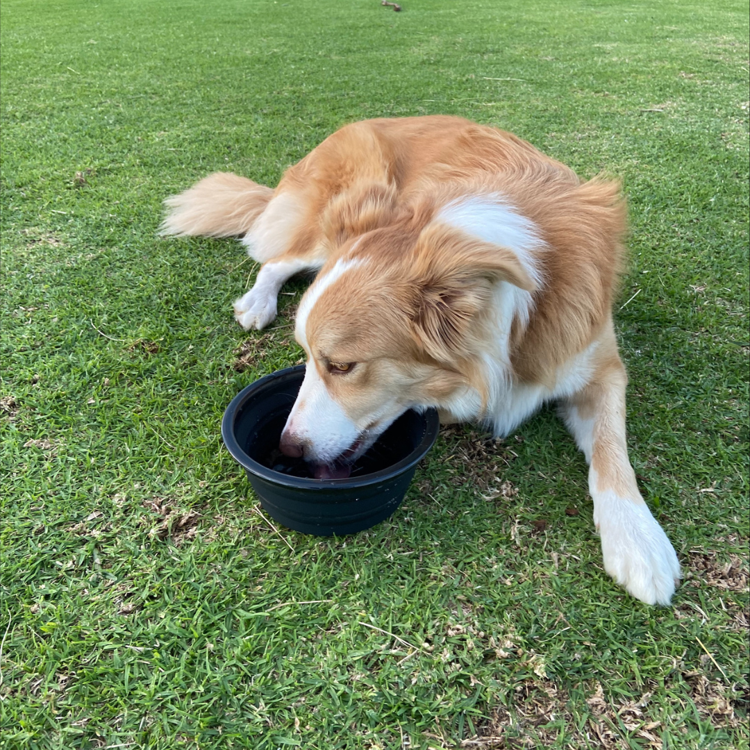 Travel Bowl for Dogs - Expandable with Clip