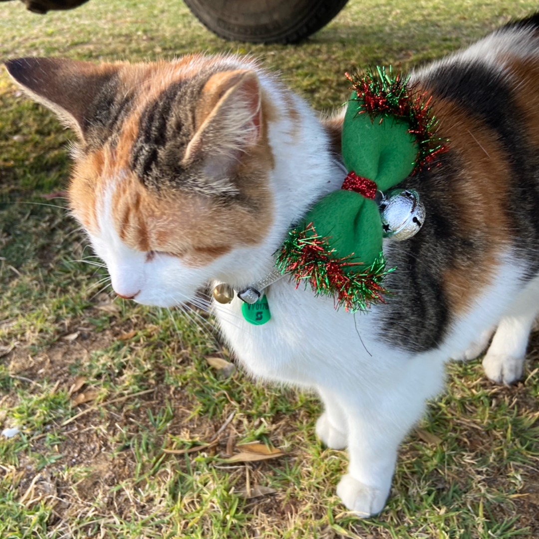 Christmas Collar