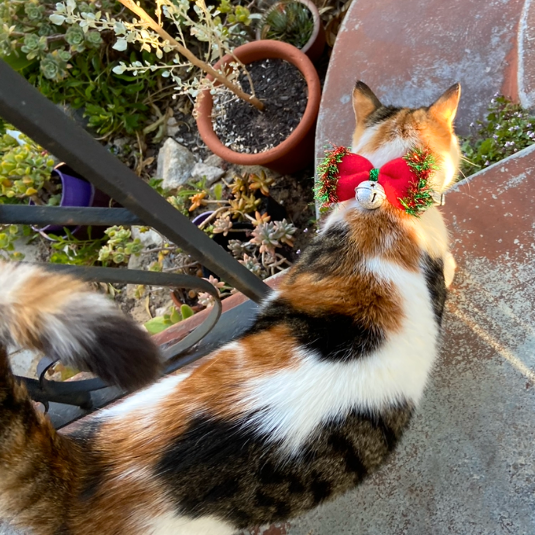 Christmas Collar