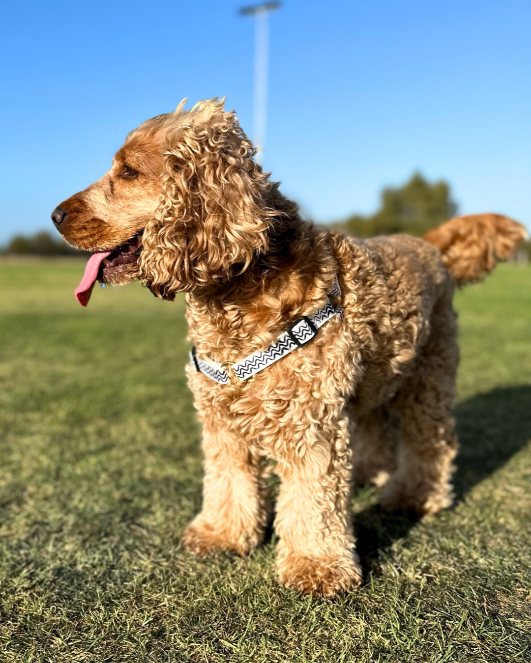 Hemp Dog Harness - Black Wave Print