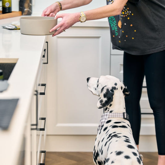 Bamboo Dog Bowl - Single with Stand - Mocha