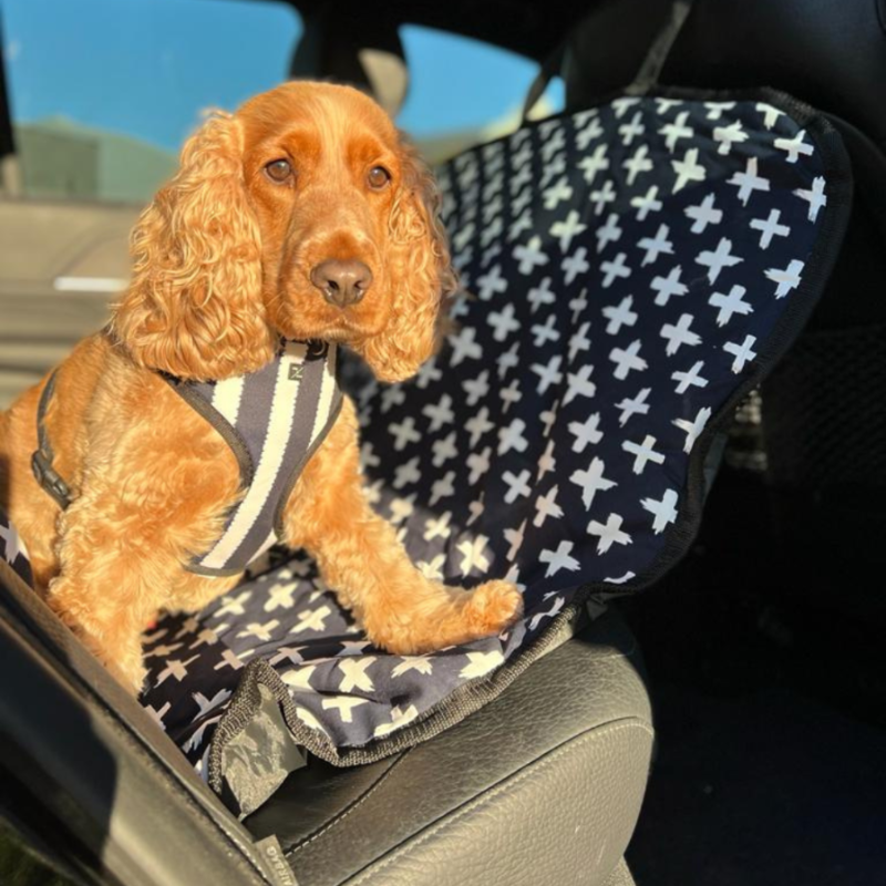 Dog sitting on a car seat with a blue and white patterned cover