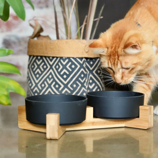 Cat drinking from a black bowl on a wooden stand with a plant in the background