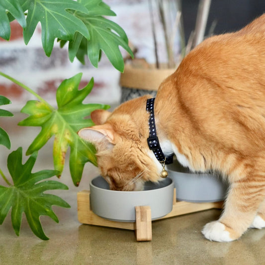 Bamboo Cat Bowl - Double with Stand - Mocha