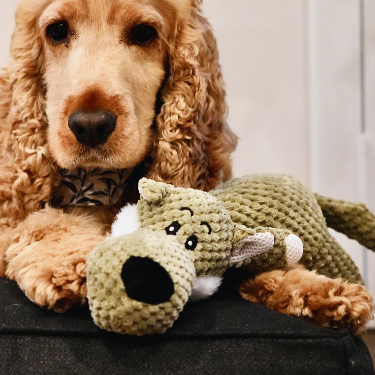 Dog with a green corduroy toy on a black cushion bed