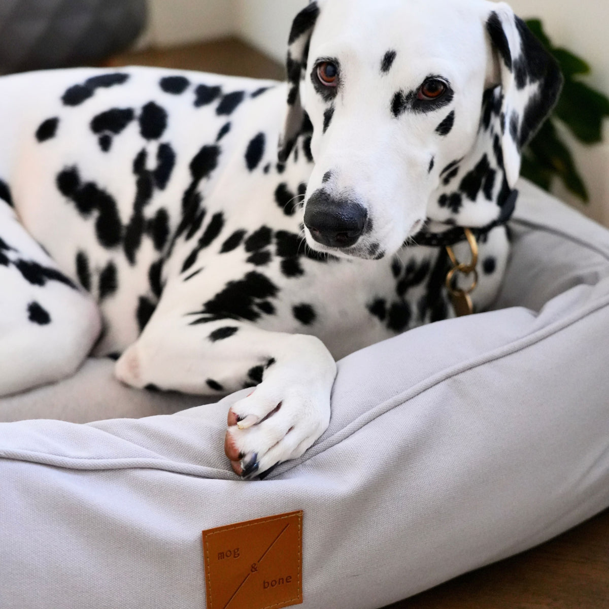 Dalmatian dog lying on a pet bed with a brand label.