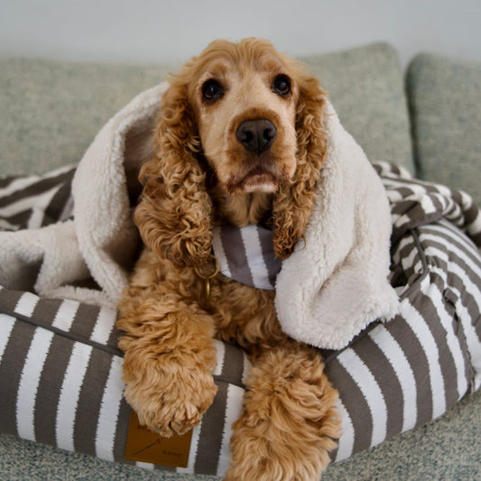 Pet Blanket with Fleece - Latte Hamptons Stripe Print