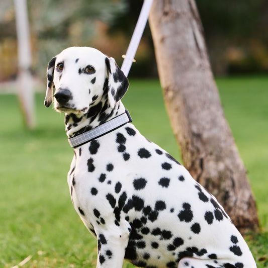 Neoprene Dog Collar - Grey Check Print