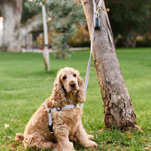 Hemp Dog Lead - Multi Function with Leather & Brass Fittings - Mocha Gingham Print