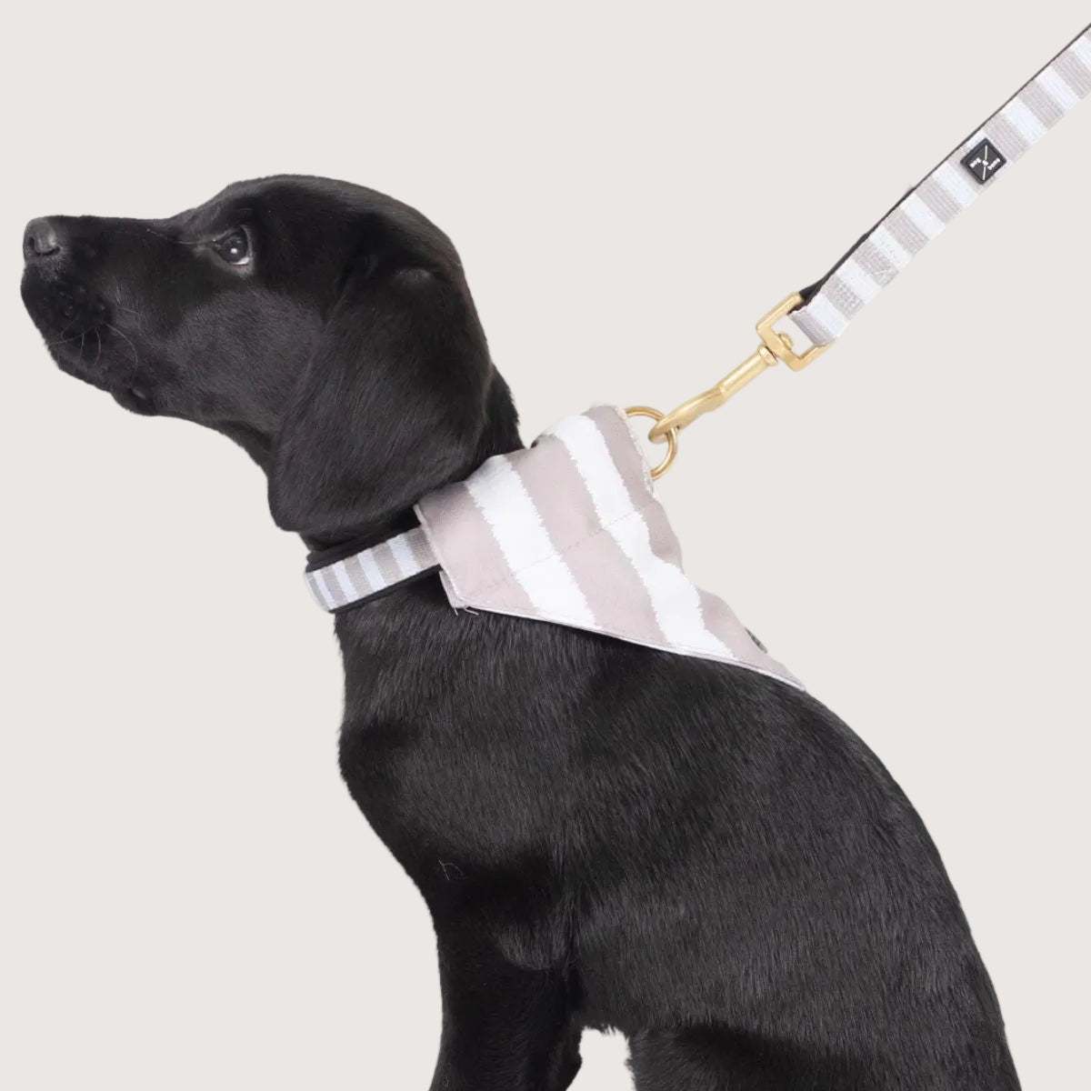 Neoprene Dog Lead - Latte Hamptons Stripe Print
