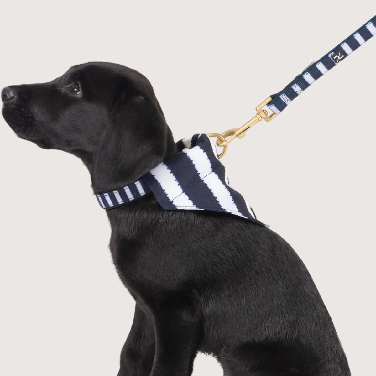 Neoprene Dog Lead - Navy Hamptons Stripe Print