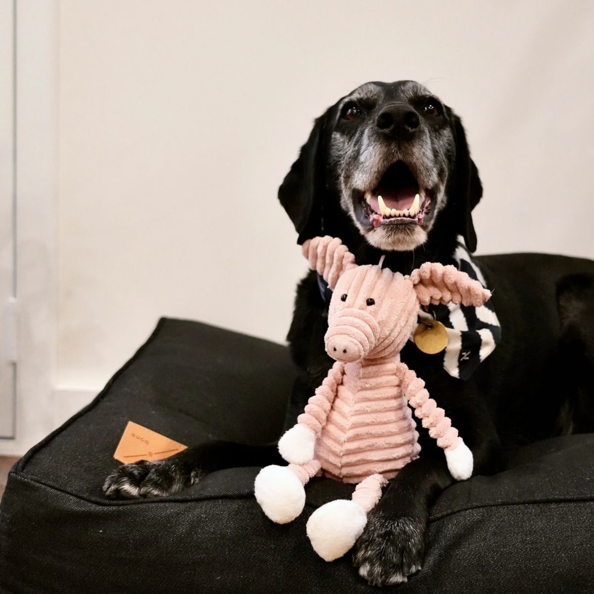 Dog sitting on a black cushion bed with a pink plush toy
