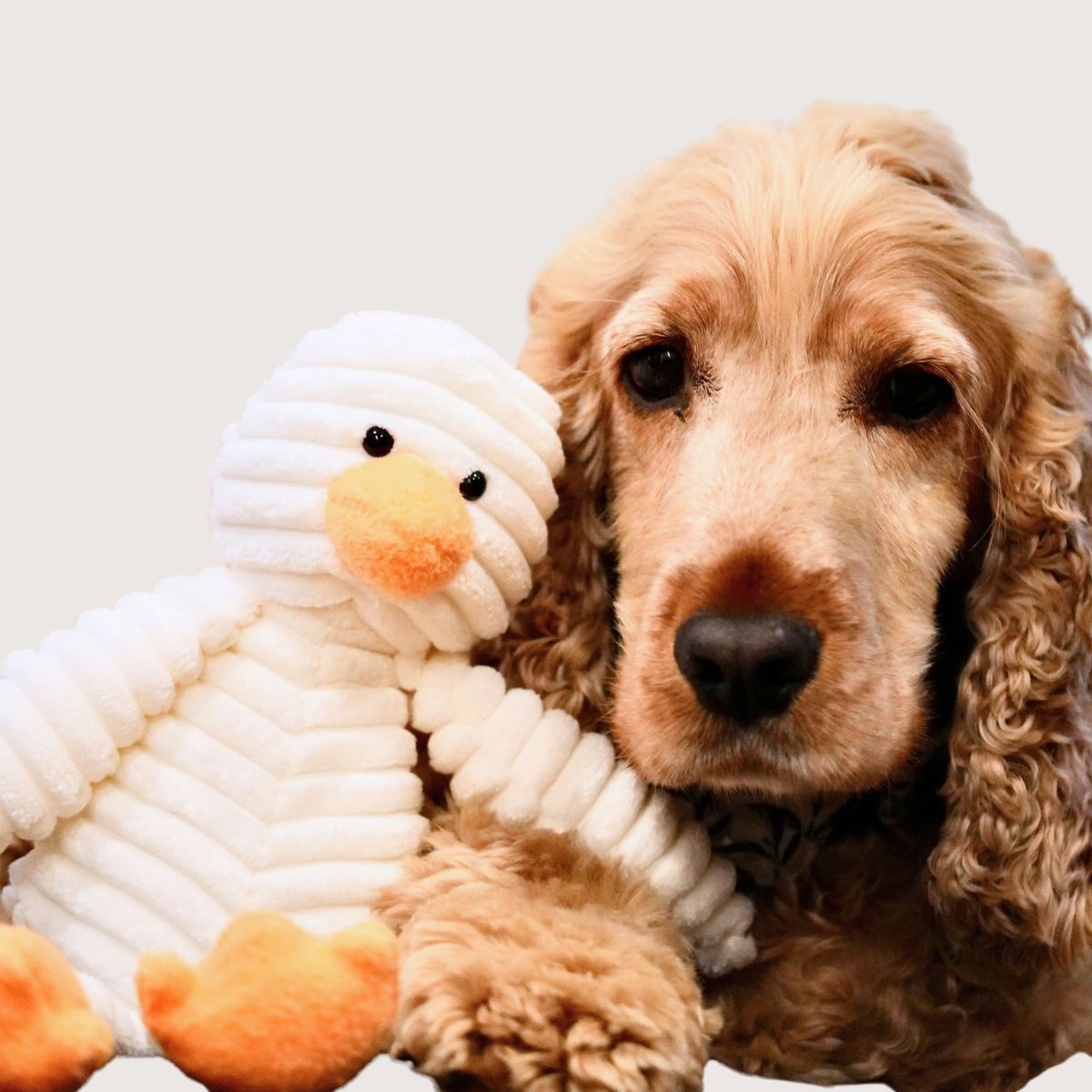 Dog holding a plush duck toy