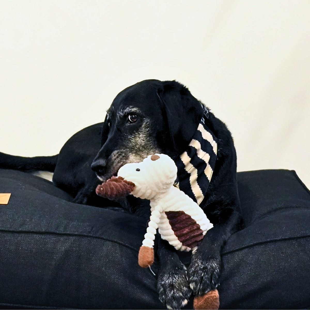 Dog lying on a black cushion with a plush toy in its mouth against a plain background