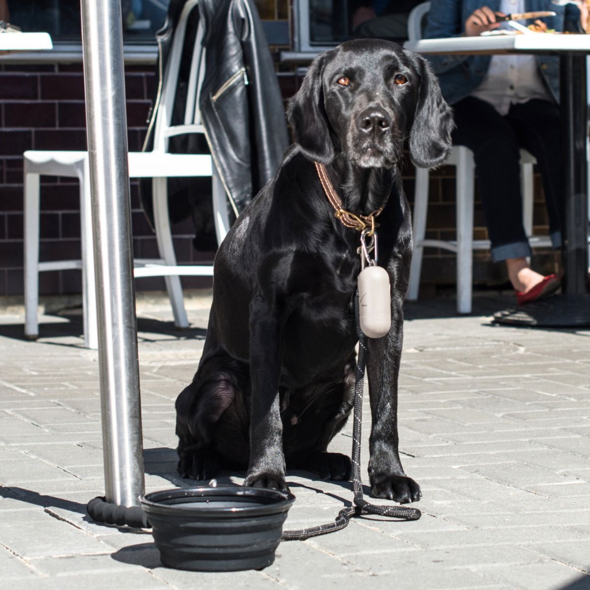 Travel Bowl for Dogs - Expandable with Clip