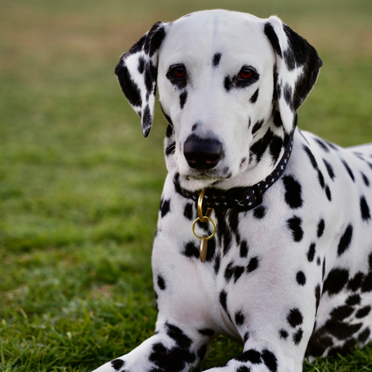 Dalmatian dog sitting on grass with a collar and tag