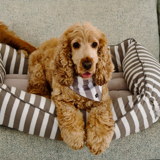 Dog Bandana - Latte Hamptons Stripe Print