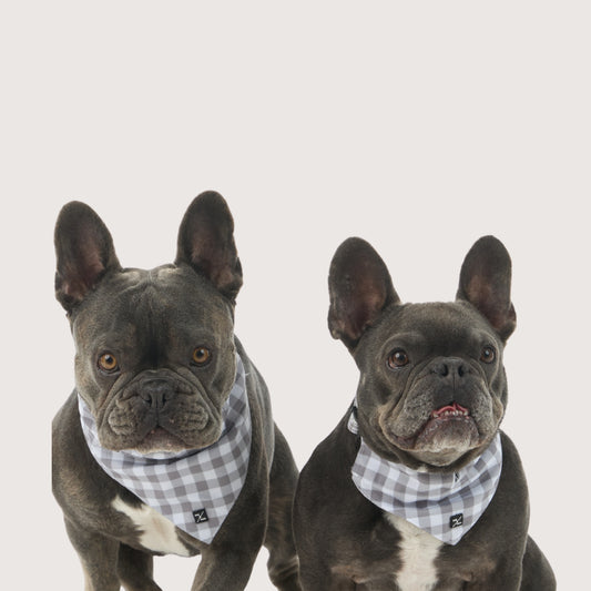 Dog Bandana - Mocha Gingham Print