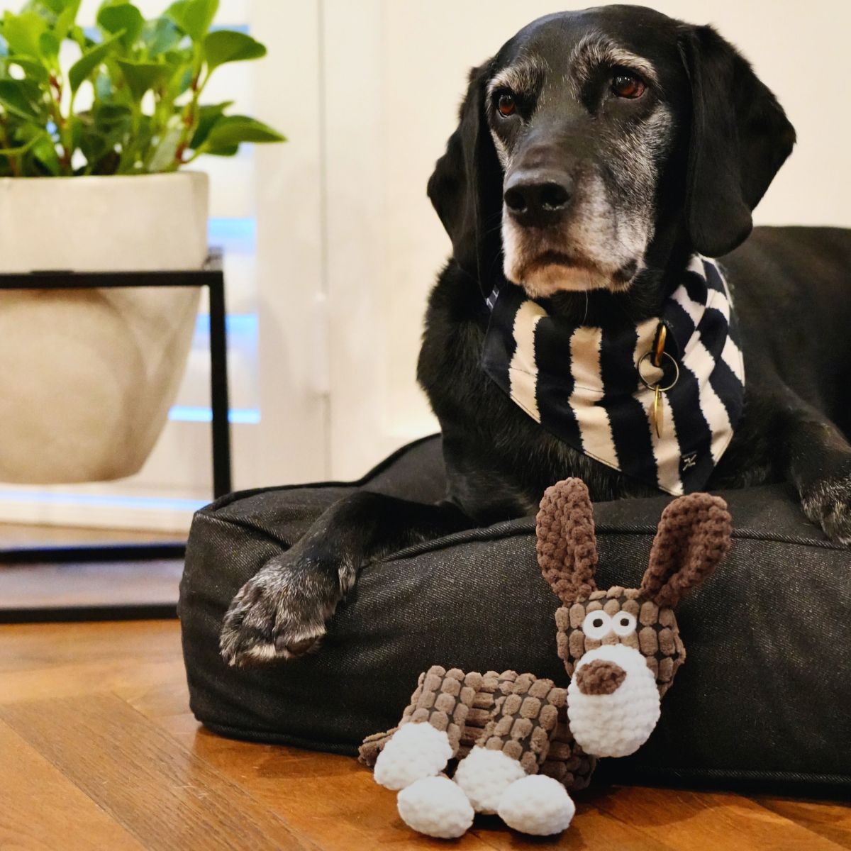 Toy - Ricky the Rabbit