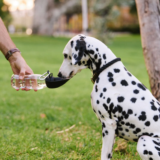 Travel Feeder for Dogs - Holds Water of Food
