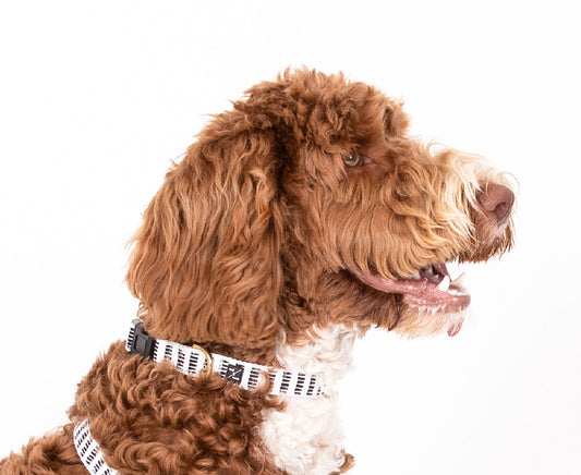 Hemp Dog Collar - Black Mosaic Print