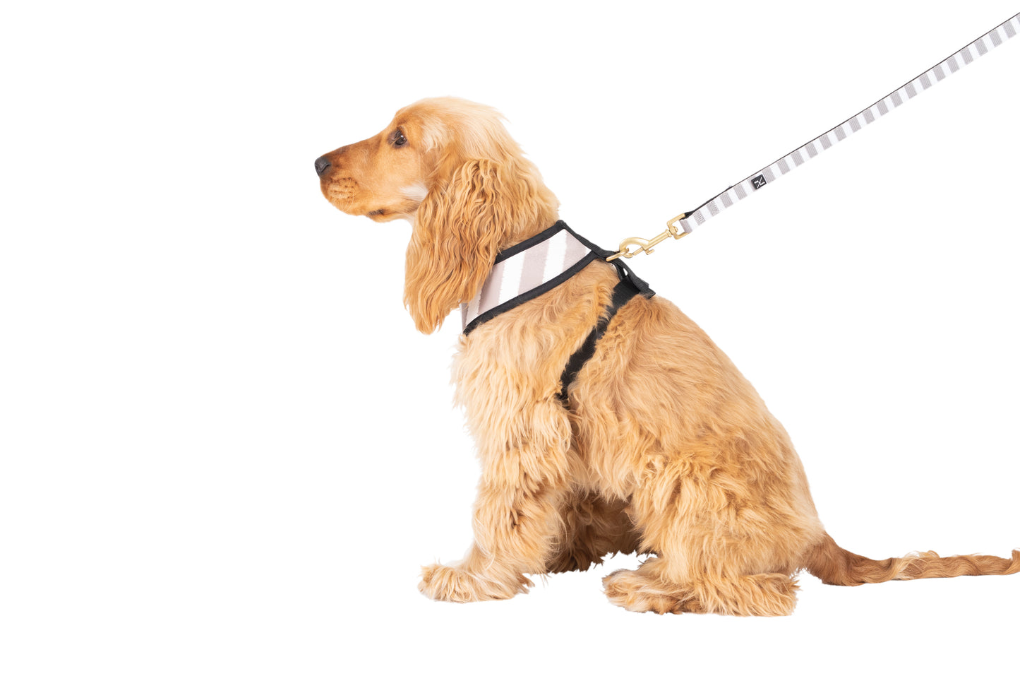 Neoprene Dog Harness - Latte Hamptons Stripe