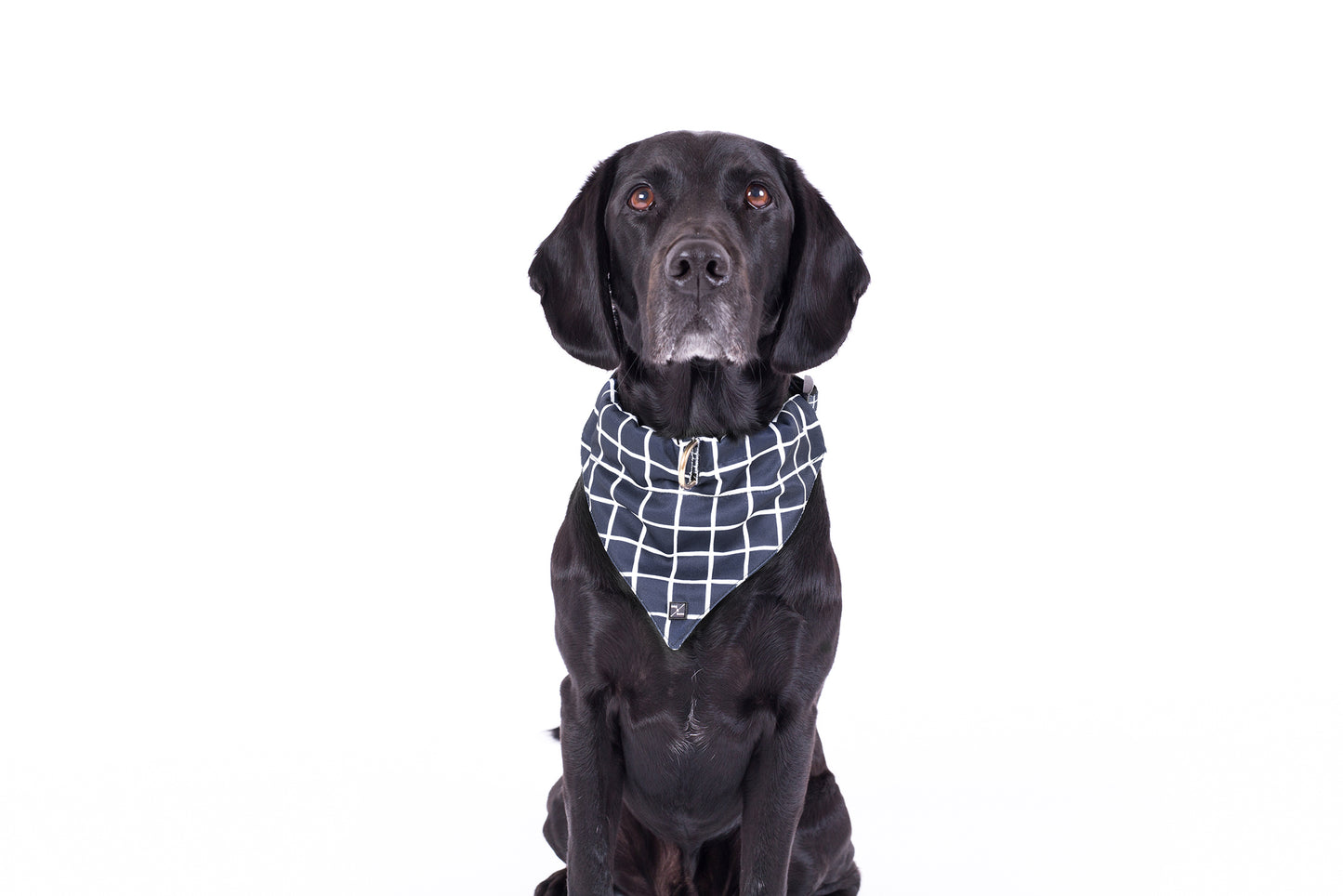 Mog and Bone Designer Dog Bandana - Navy Check Print