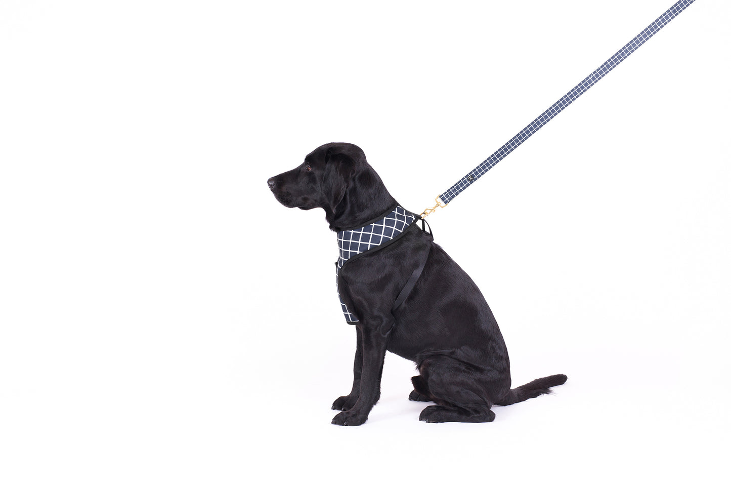 Neoprene Dog Harness - Navy Check