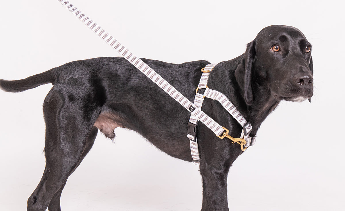 Hemp Dog Harness - Latte Mosaic Print