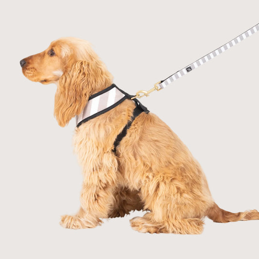 Neoprene Dog Harness - Latte Hamptons Stripe