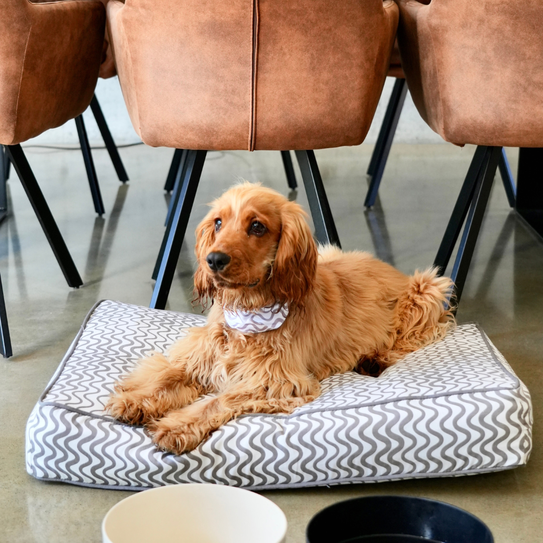 Classic Cushion Dog Beds