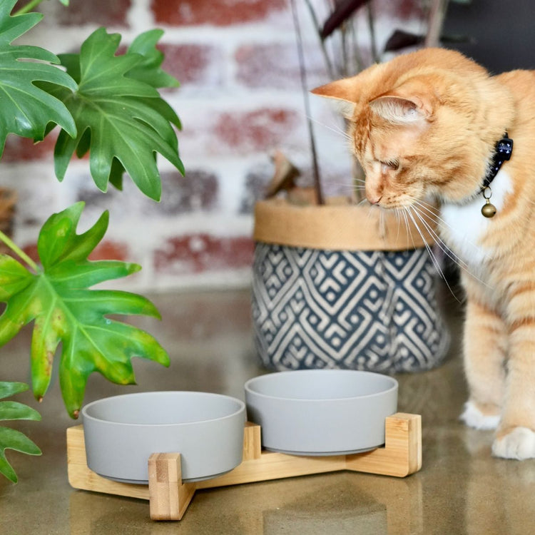 Cat Bowls