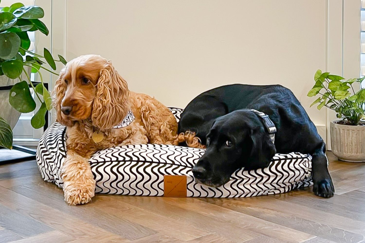 Bolster Dog Beds