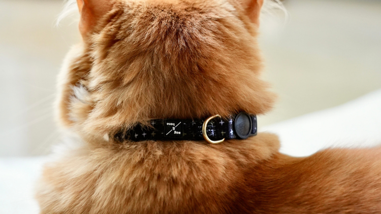 Cat Collars