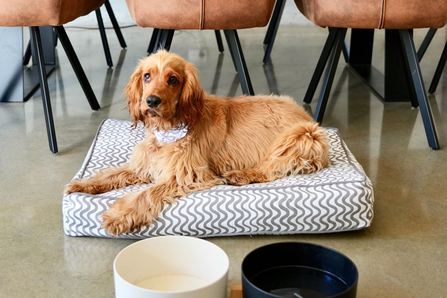 Classic Cushion Dog Beds