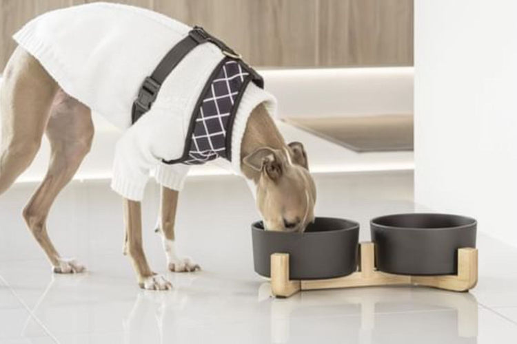 Dog Bowls & Accessories