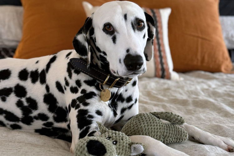 Dog Toys