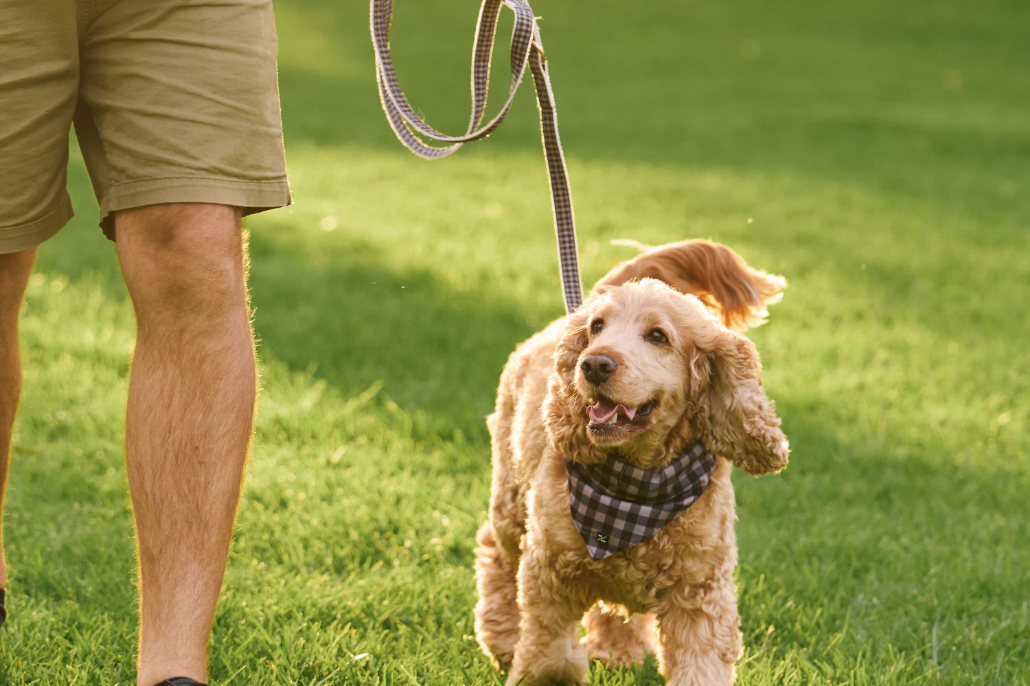 Walking Accessories