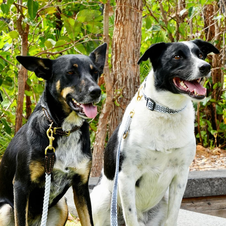 Dog Walk