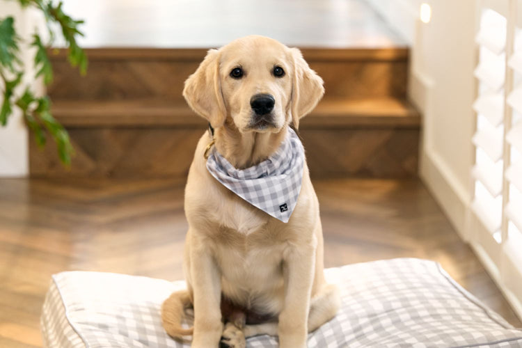 Dog Wear