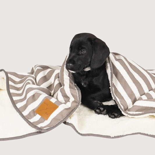 Pet Blanket with Fleece - Latte Hamptons Stripe Print