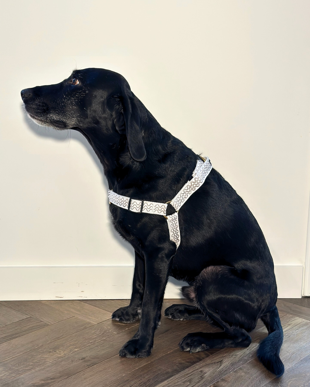 Hemp Dog Harness - Mocha Wave Print