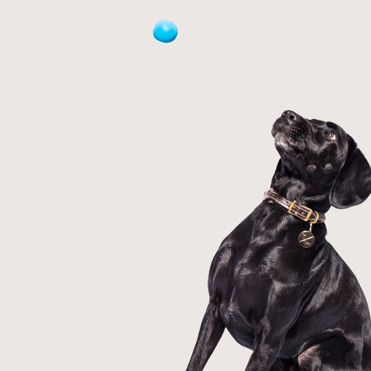Ball - Jive Ball