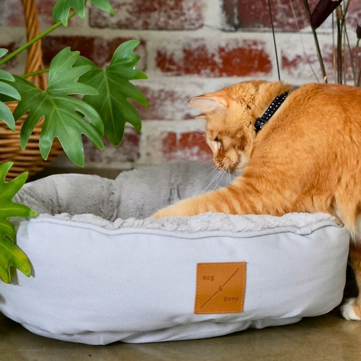 Orange cat lying on a gray pet bed with a plant and brick wall in the background