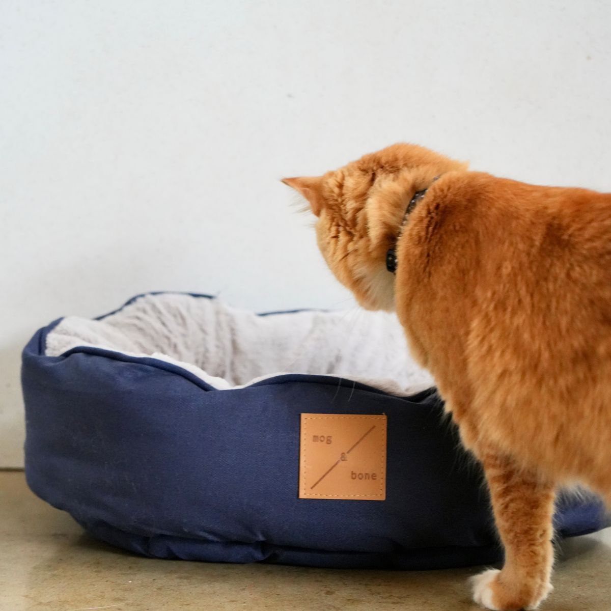 Cat standing next to a blue pet bed with a visible brand label on a light background