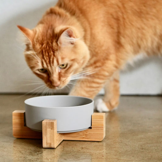 Cat approaching a mocha bamboo bowl on a wooden stand