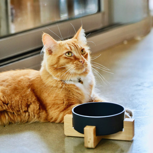 Bamboo Cat Bowl - Single with Stand - Black