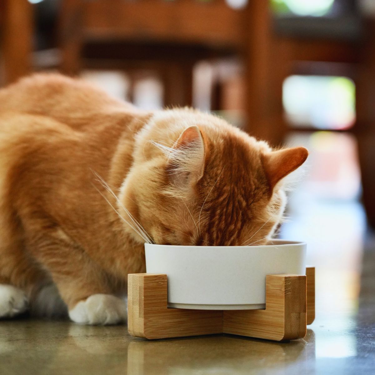 Bamboo Cat Bowl - Single with Stand - Natural