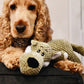 Dog with a green corduroy toy on a black cushion bed
