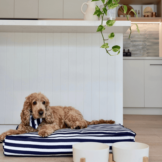 Cushion Dog Bed - Navy Hamptons Stripe Print
